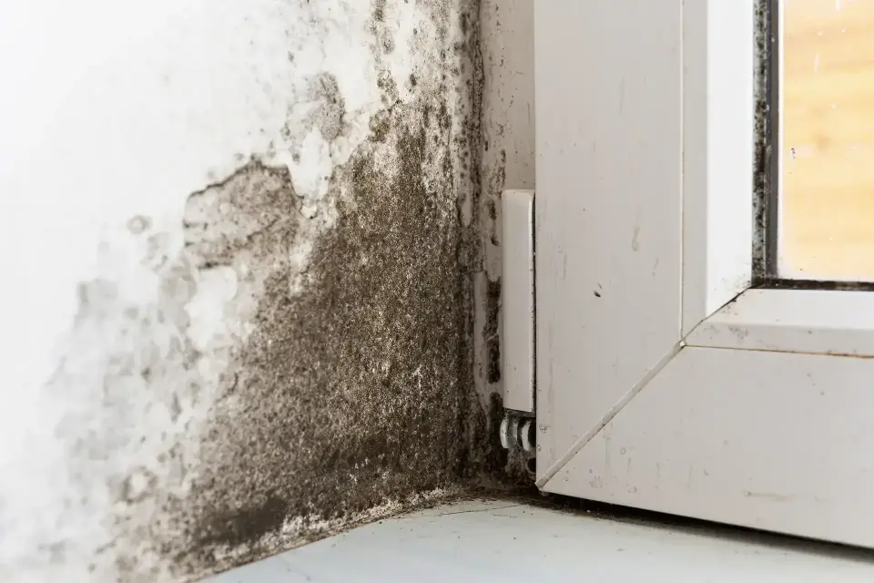 Restoring Your Peace Of Mind After Sudden Flooding — Loveland, CO